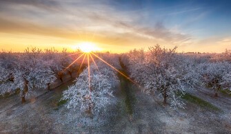 89469_Almond Trees in an Orchard in full flower at Sunrise
