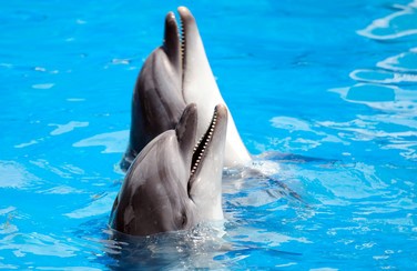 5 58656_Sea World Dolphins GettyImages-182837960